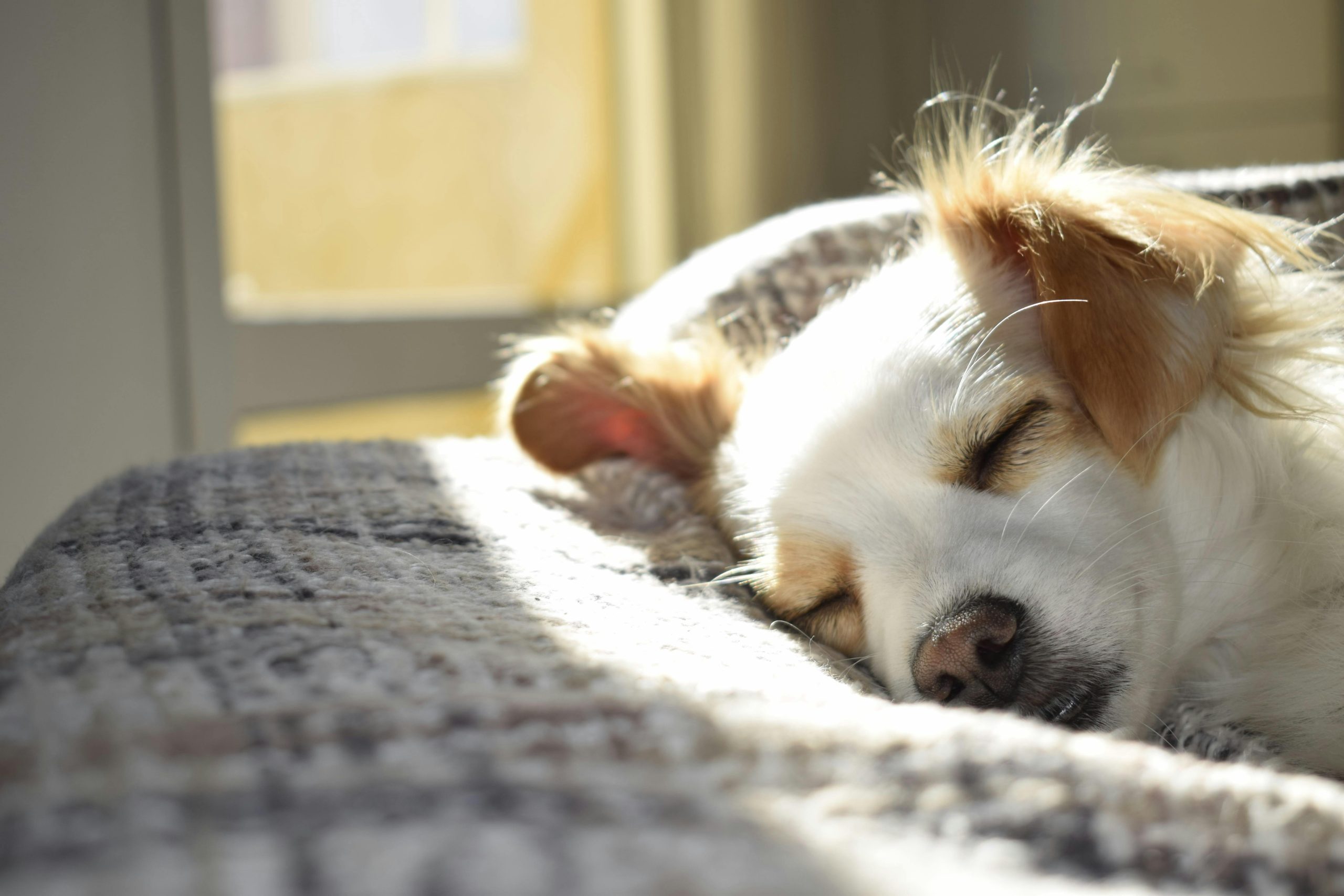 Why does my dog bark at night?