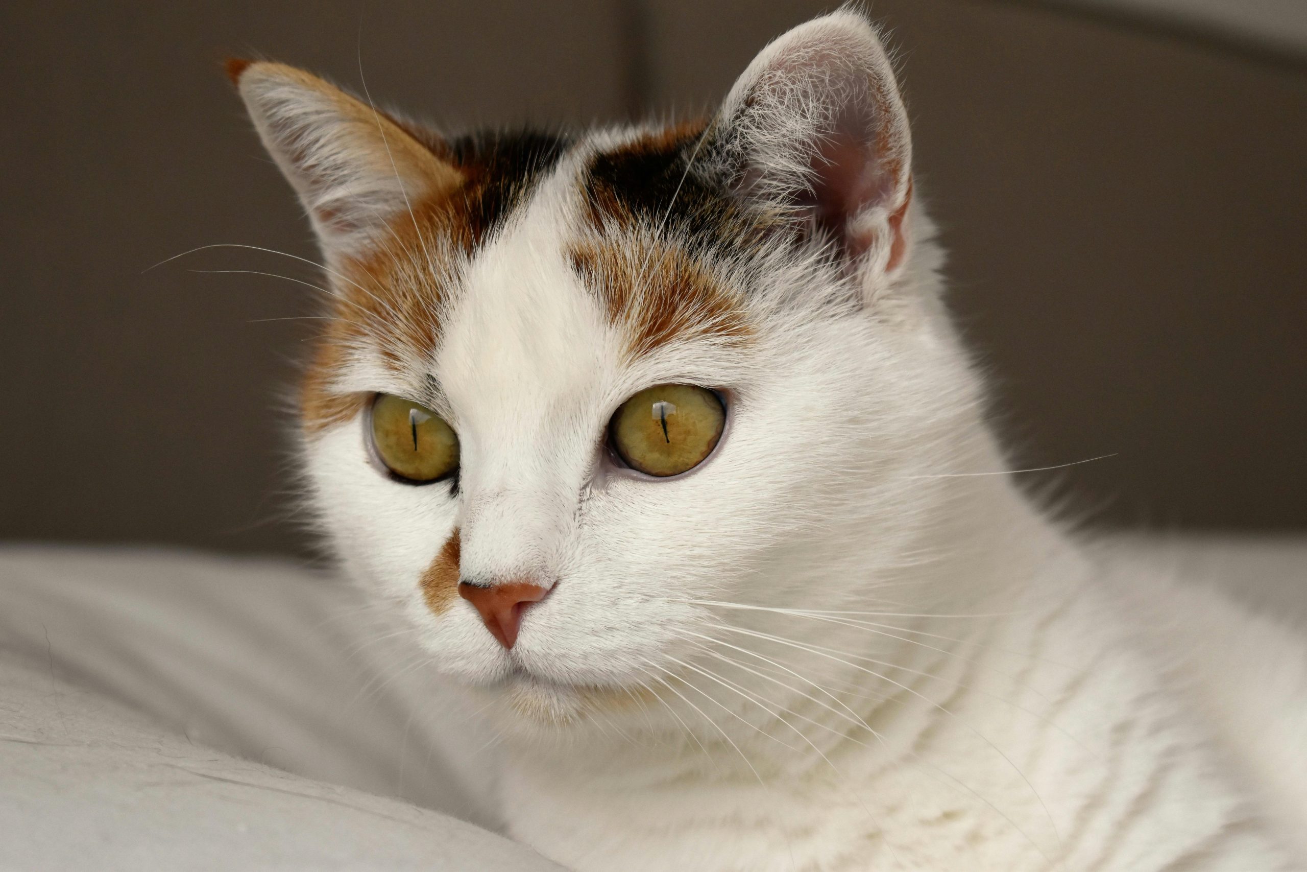 Why does my cat stare at walls?